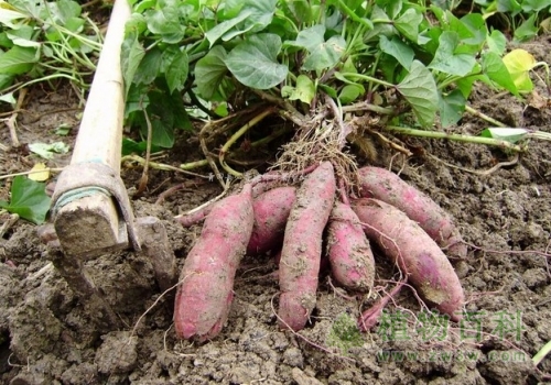 【地瓜种植时图】