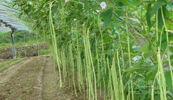 【长豆角种植图】