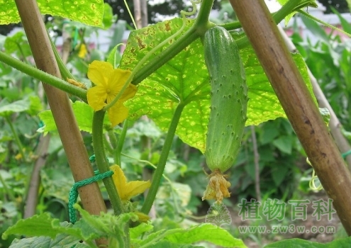 黄瓜的种植图