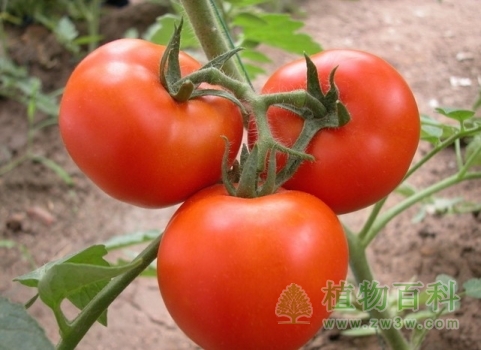 【西红柿种植图】