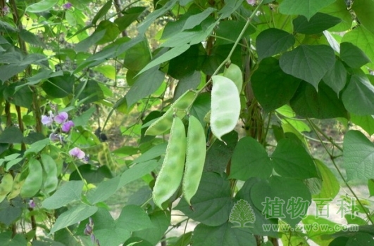 【扁豆种植图】