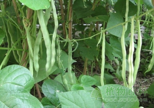 【豆角的种植图】