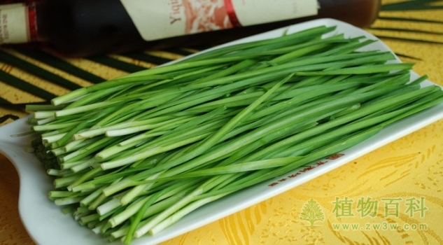 【韭菜的种植图】