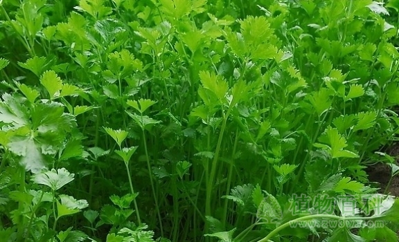 【香菜种植图】