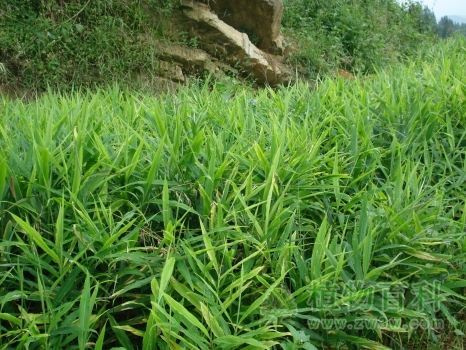 【生姜的种植】