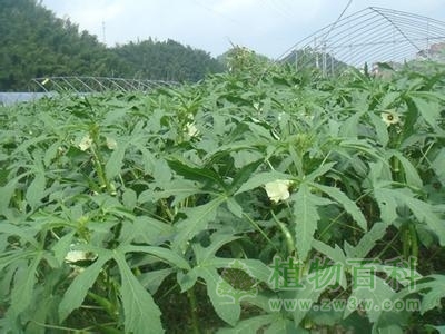 【黄秋葵的种植图】