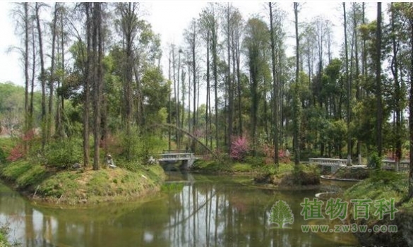 【武汉植物园】