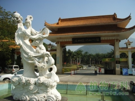 【深圳仙湖植物园】