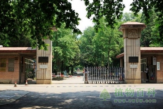 【南京中山植物园】