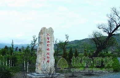 【银川植物园】