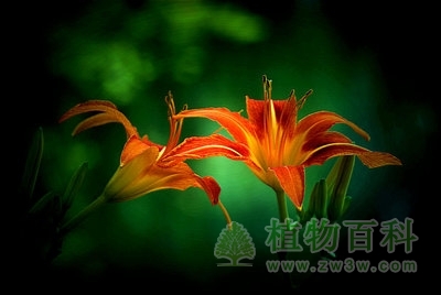 中国母亲花萱草花