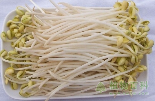 无根豆芽