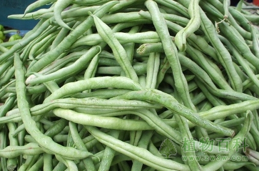 四季豆