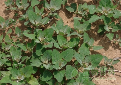 【了解灰灰菜】灰灰菜有毒吗