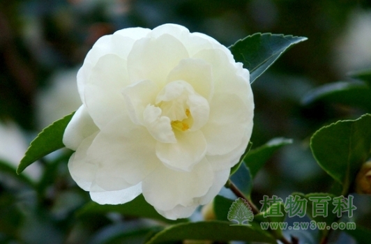 【了解山茶花】