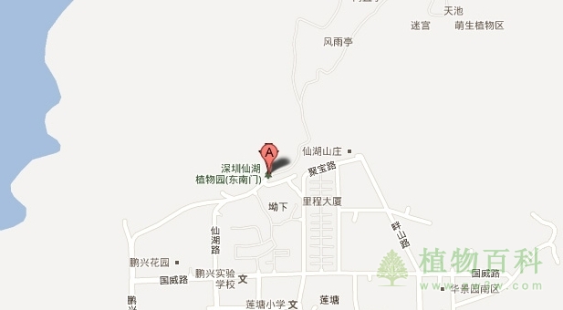 【深圳仙湖植物园在哪】