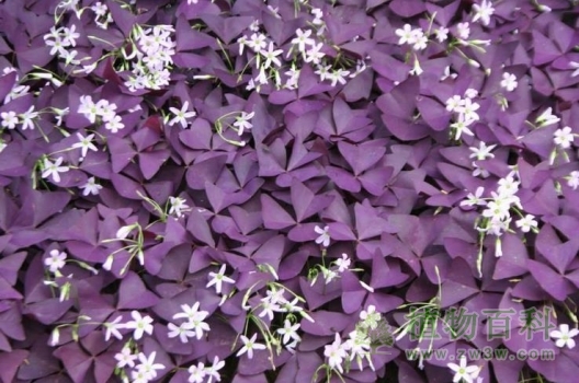 【紫叶酢浆草】