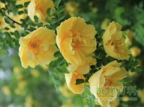 黄刺玫