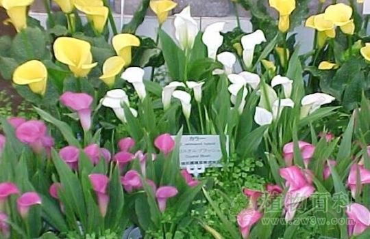 【彩色马蹄莲】