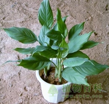 【广东万年青】