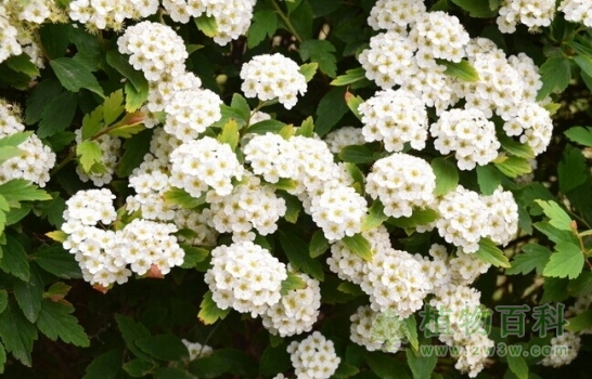 【麻叶绣线菊】