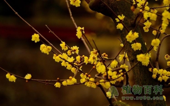 【蜡梅】