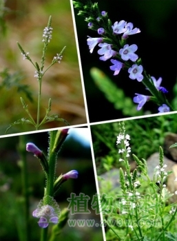 【马鞭草花期图】