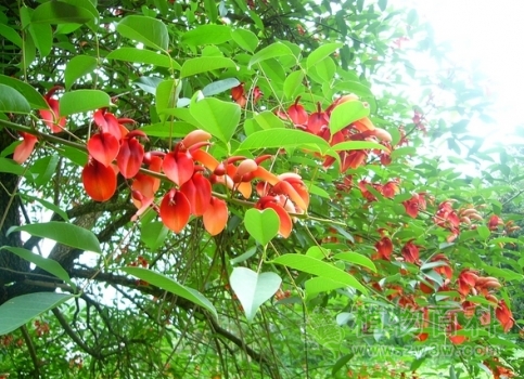 鸡冠刺桐