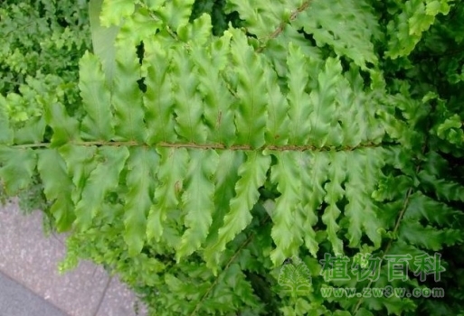 园里的蕨类植物