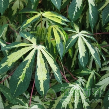 奇特的花叶木薯