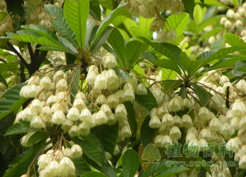 盛开的尖叶杜英花