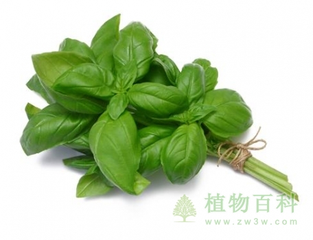 【罗勒】
