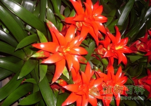 红彤彤的凤梨花
