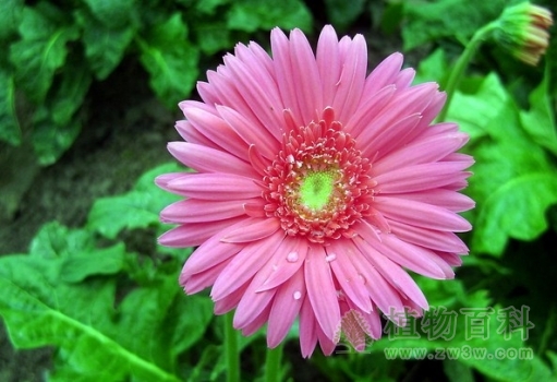 非常漂亮大气的扶郎花