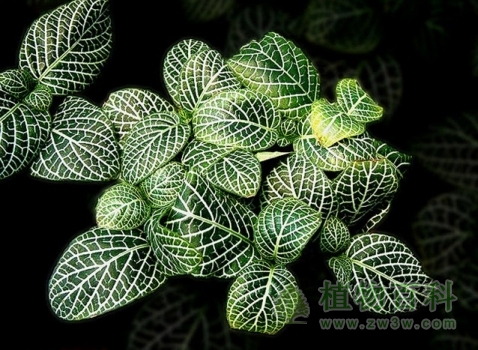 秀气的网纹草