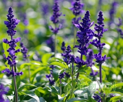 开紫花的鼠尾草