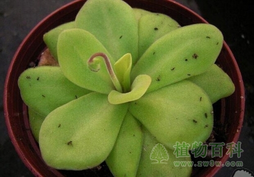 【科西嘉捕虫堇】