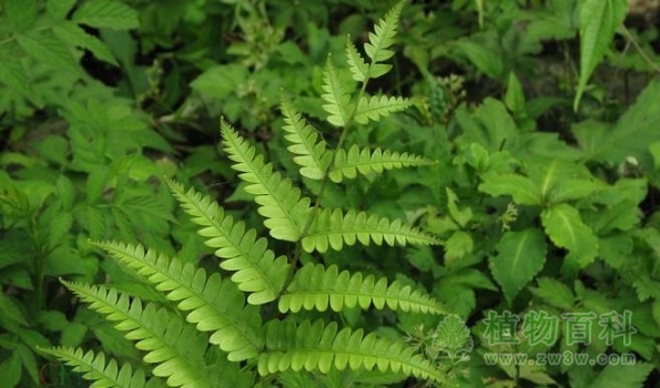 【凤尾蕨】
