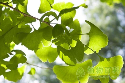 阳光下的银杏树