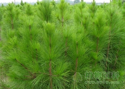 绿油油的马尾松