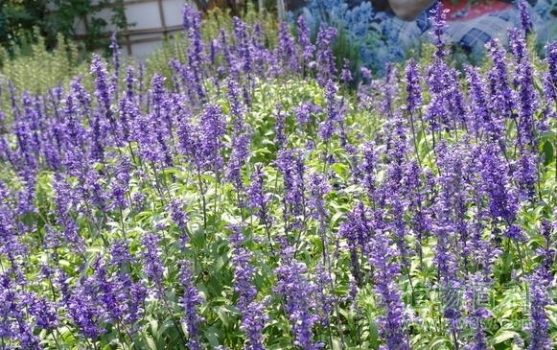 紫色梦幻的薰衣草