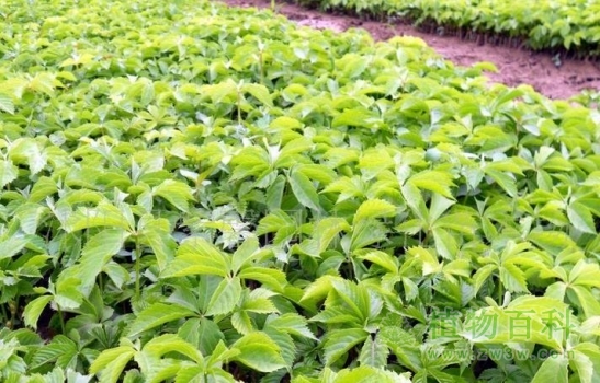 长满地上的五叶地锦