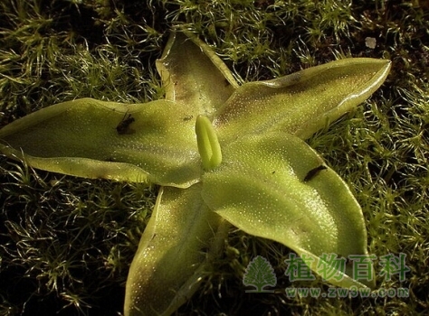 【巨大捕虫堇】