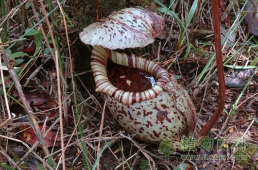 【豹斑猪笼草】