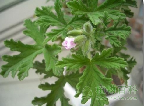 准备开花的驱蚊草