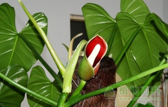 绿宝石喜林芋开花了