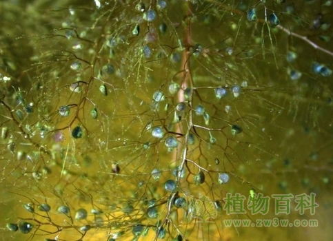 吃虫的少花狸藻