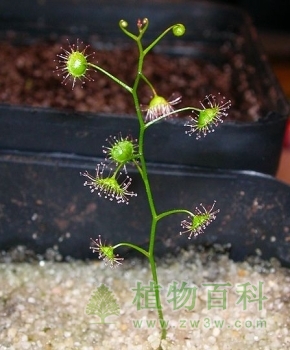 人工栽培的曼西毛毡苔