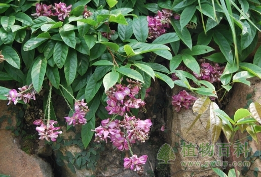 香花崖豆藤开花了