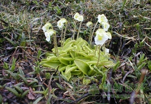 开花的高山捕虫堇